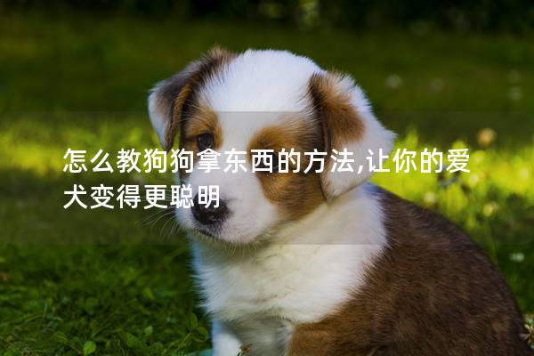怎么教狗狗拿東西的方法,讓你的愛犬變得更聰明
