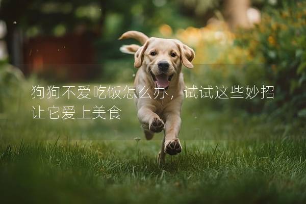 狗狗不愛吃飯怎么辦,試試這些妙招讓它愛上美食 狗狗不愛吃飯怎么辦,試試這些妙招讓它愛上美食