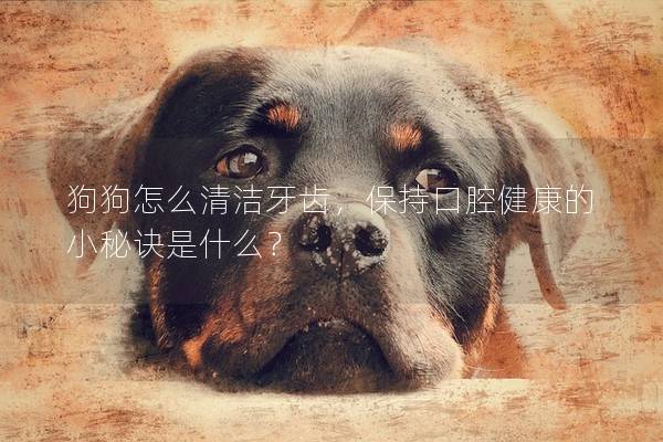 狗狗怎么清潔牙齒，保持口腔健康的小秘訣是什么？