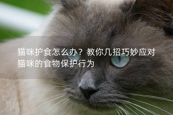 貓咪護食怎么辦？教你幾招巧妙應對貓咪的食物保護行為