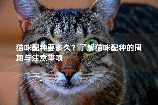 貓咪配種要多久？了解貓咪配種的周期與注意事項