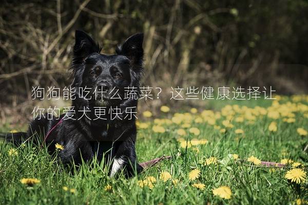 狗狗能吃什么蔬菜？這些健康選擇讓你的愛(ài)犬更快樂(lè)
