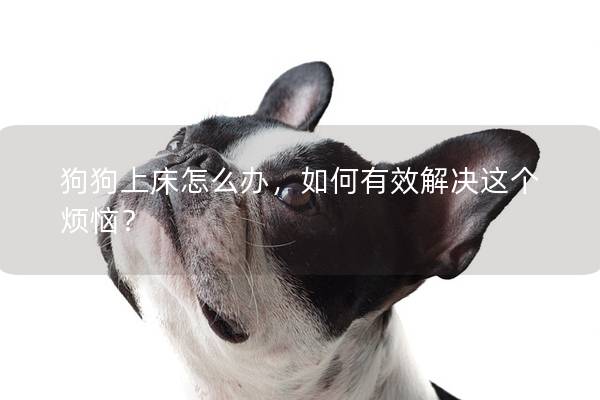 狗狗上床怎么辦，如何有效解決這個(gè)煩惱？