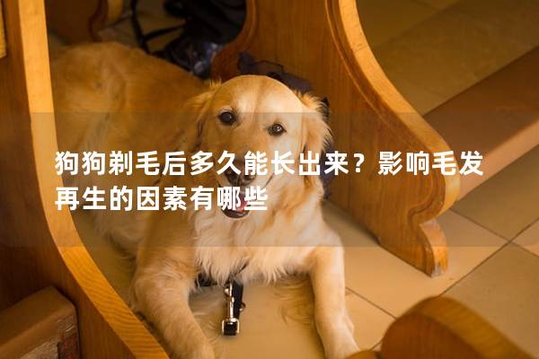狗狗剃毛后多久能長出來？影響毛發(fā)再生的因素有哪些