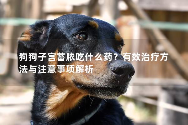 狗狗子宮蓄膿吃什么藥？有效治療方法與注意事項(xiàng)解析