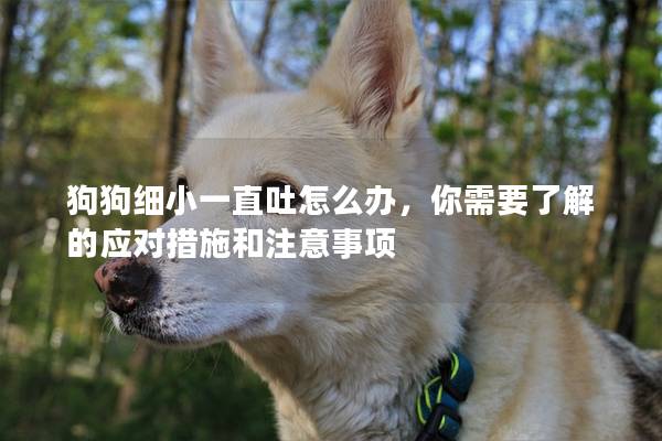 狗狗細小一直吐怎么辦，你需要了解的應對措施和注意事項
