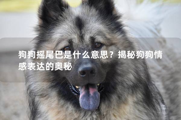 狗狗搖尾巴是什么意思？揭秘狗狗情感表達(dá)的奧秘
