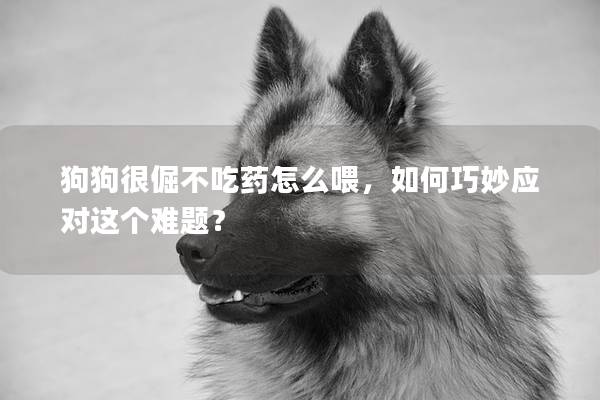 狗狗很倔不吃藥怎么喂，如何巧妙應(yīng)對這個難題？