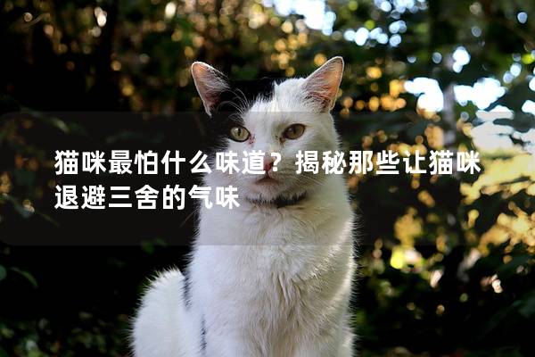 貓咪最怕什么味道？揭秘那些讓貓咪退避三舍的氣味