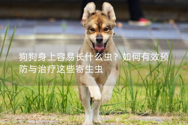 狗狗身上容易長什么蟲？如何有效預防與治療這些寄生蟲