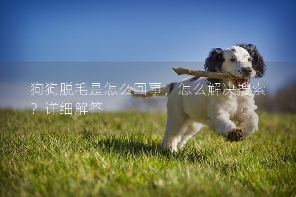 狗狗脫毛是怎么回事，怎么解決搜索？詳細解答