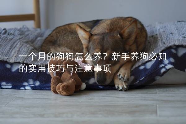 一個(gè)月的狗狗怎么養(yǎng)？新手養(yǎng)狗必知的實(shí)用技巧與注意事項(xiàng)