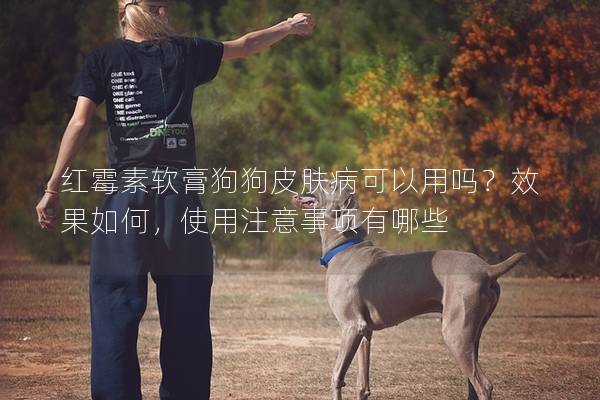 紅霉素軟膏狗狗皮膚病可以用嗎？效果如何，使用注意事項有哪些
