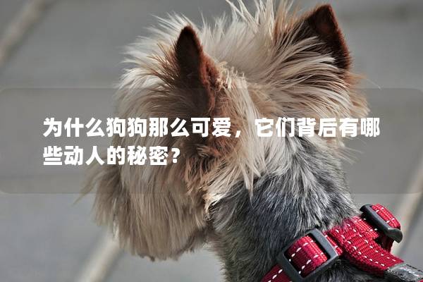 為什么狗狗那么可愛，它們背后有哪些動人的秘密？