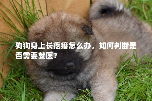 狗狗身上長疙瘩怎么辦，如何判斷是否需要就醫(yī)？