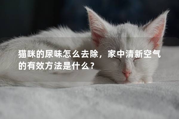 貓咪的尿味怎么去除，家中清新空氣的有效方法是什么？