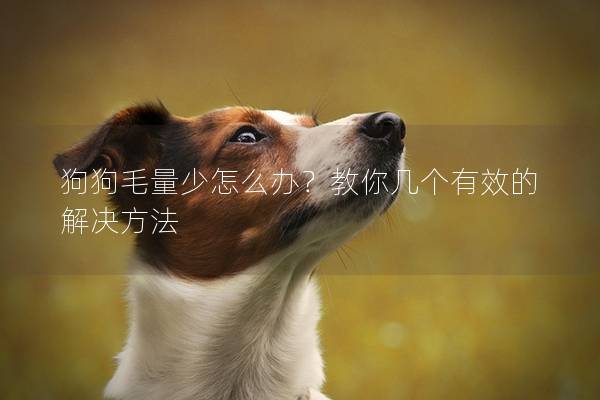 狗狗毛量少怎么辦？教你幾個有效的解決方法