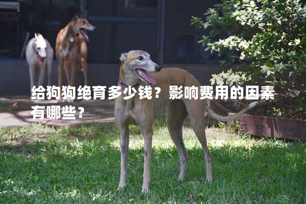 給狗狗絕育多少錢？影響費用的因素有哪些？