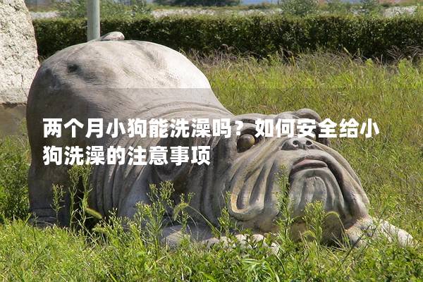 兩個月小狗能洗澡嗎？如何安全給小狗洗澡的注意事項