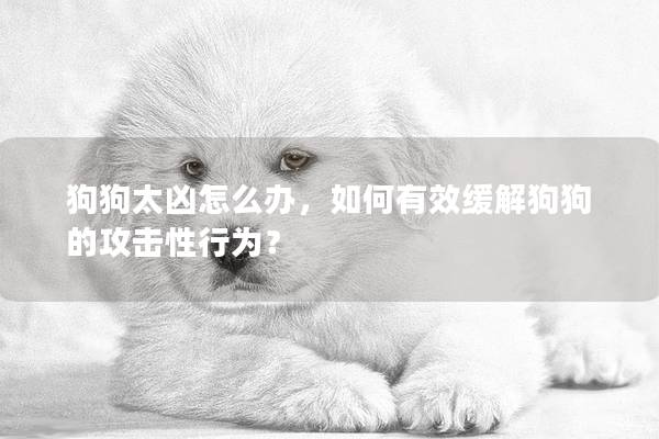 狗狗太兇怎么辦，如何有效緩解狗狗的攻擊性行為？