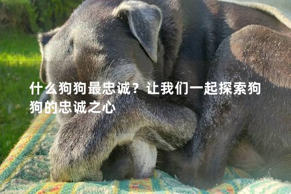 什么狗狗最忠誠？讓我們一起探索狗狗的忠誠之心
