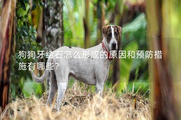 狗狗牙結石怎么形成的原因和預防措施有哪些？