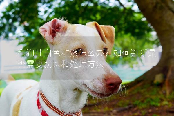 狗狗吐白色粘液怎么辦？如何判斷是否需要就醫和處理方法