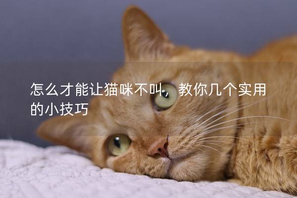 怎么才能讓貓咪不叫，教你幾個實用的小技巧
