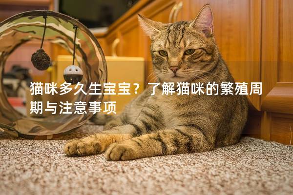貓咪多久生寶寶？了解貓咪的繁殖周期與注意事項