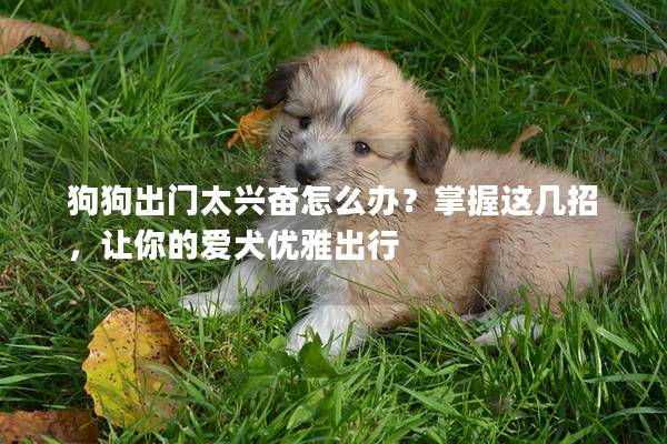 狗狗出門太興奮怎么辦?掌握這幾招,讓你的愛犬優雅出行 狗狗出門太興奮怎么辦?掌握這幾招,讓你的愛犬優雅出行