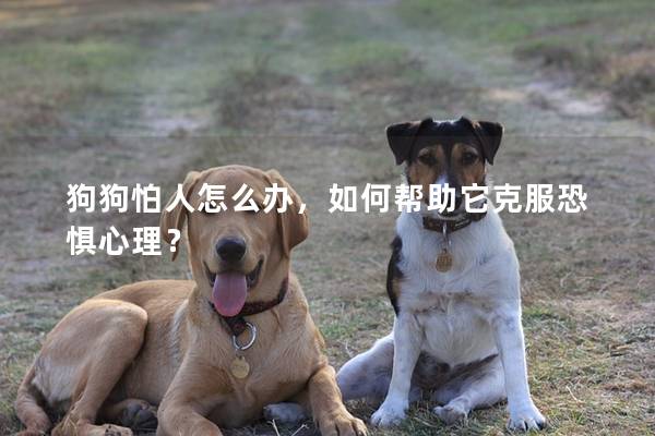 狗狗怕人怎么辦，如何幫助它克服恐懼心理？