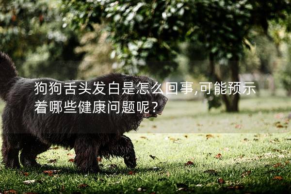 狗狗舌頭發(fā)白是怎么回事,可能預(yù)示著哪些健康問題呢？