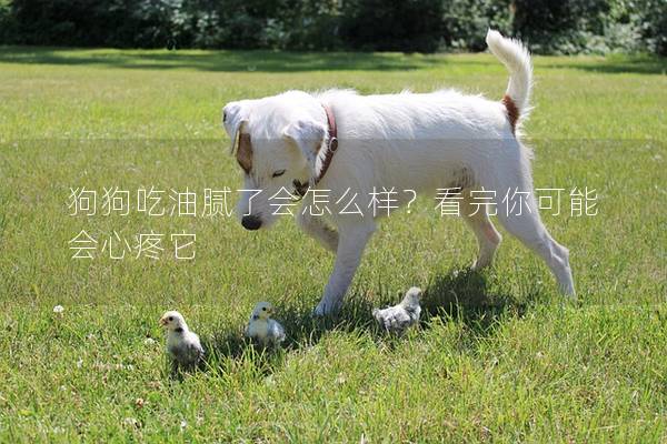 狗狗吃油膩了會(huì)怎么樣？看完你可能會(huì)心疼它