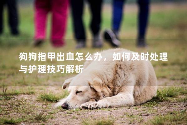 狗狗指甲出血怎么辦，如何及時(shí)處理與護(hù)理技巧解析