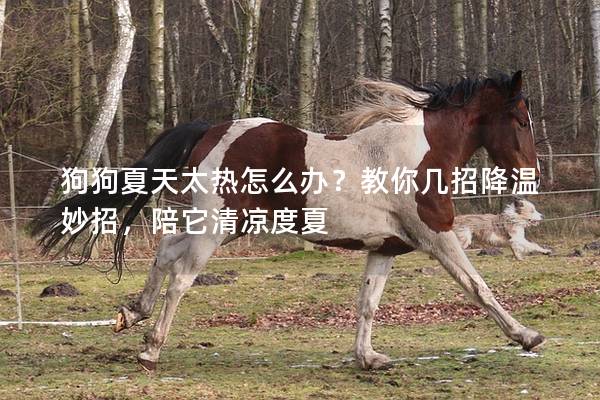 狗狗夏天太熱怎么辦？教你幾招降溫妙招，陪它清涼度夏