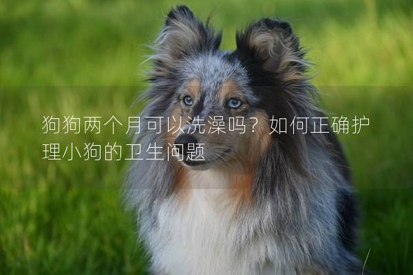 狗狗兩個月可以洗澡嗎？如何正確護(hù)理小狗的衛(wèi)生問題