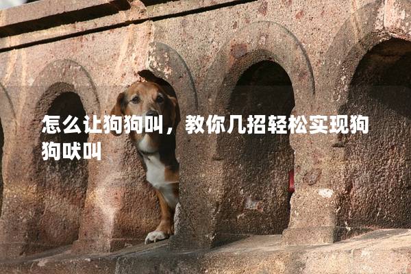 怎么讓狗狗叫，教你幾招輕松實(shí)現(xiàn)狗狗吠叫