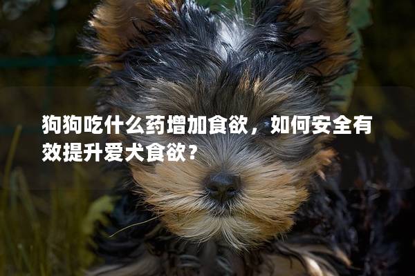 狗狗吃什么藥增加食欲，如何安全有效提升愛犬食欲？
