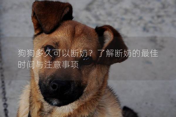 狗狗多久可以斷奶？了解斷奶的最佳時間與注意事項