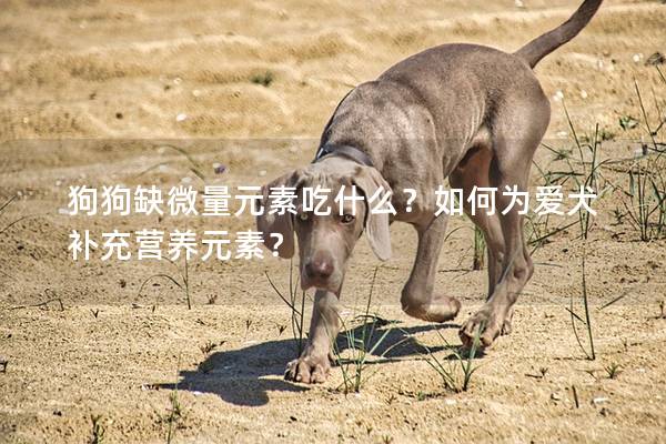 狗狗缺微量元素吃什么？如何為愛犬補充營養元素？