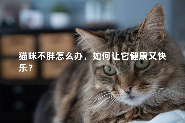 貓咪不胖怎么辦，如何讓它健康又快樂？
