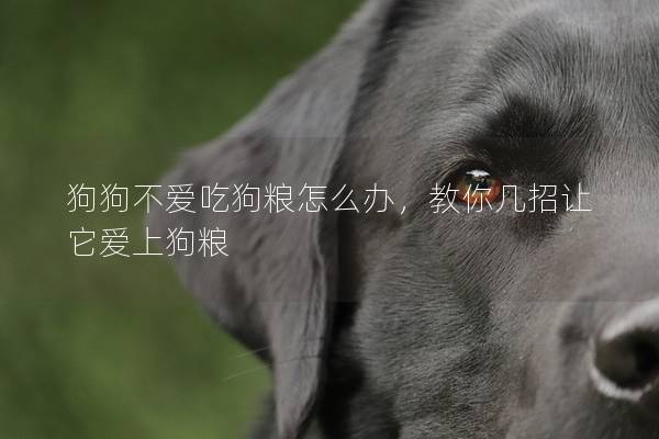 狗狗不愛吃狗糧怎么辦，教你幾招讓它愛上狗糧
