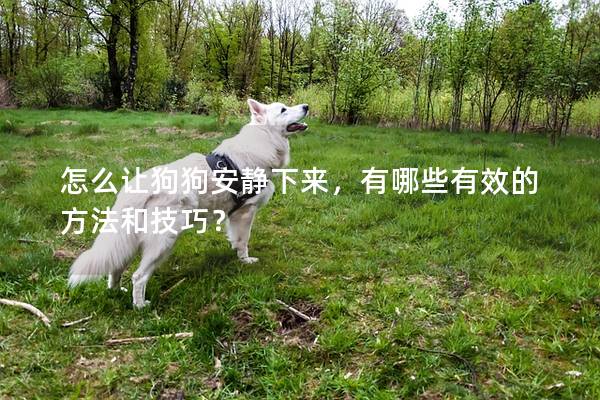 怎么讓狗狗安靜下來，有哪些有效的方法和技巧？