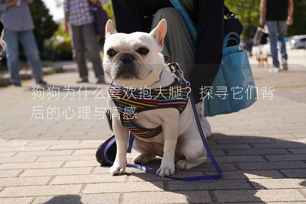 狗狗為什么喜歡抱大腿？探尋它們背后的心理與情感