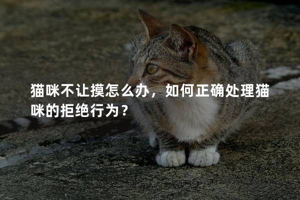 貓咪不讓摸怎么辦，如何正確處理貓咪的拒絕行為？