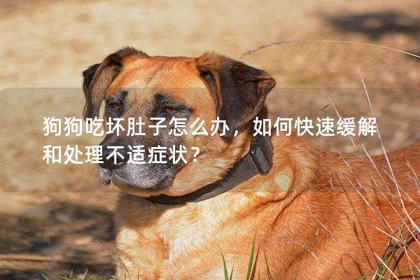 狗狗吃壞肚子怎么辦，如何快速緩解和處理不適癥狀？