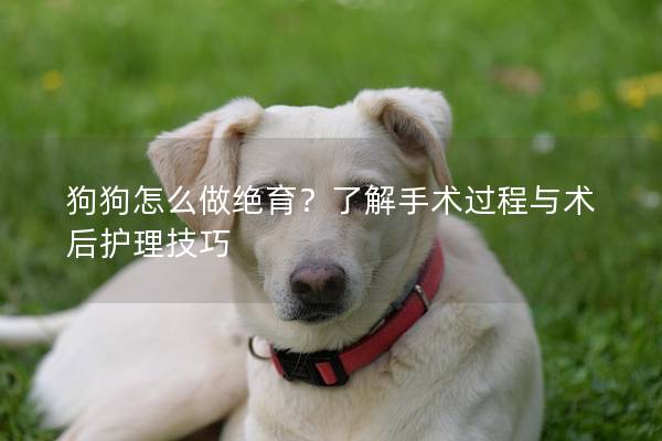 狗狗怎么做絕育？了解手術過程與術后護理技巧