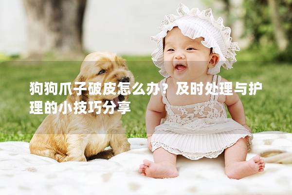 狗狗爪子破皮怎么辦?及時處理與護理的小技巧分享 狗狗爪子破皮怎么辦?及時處理與護理的小技巧分享