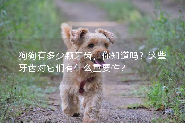 狗狗有多少顆牙齒，你知道嗎？這些牙齒對它們有什么重要性？