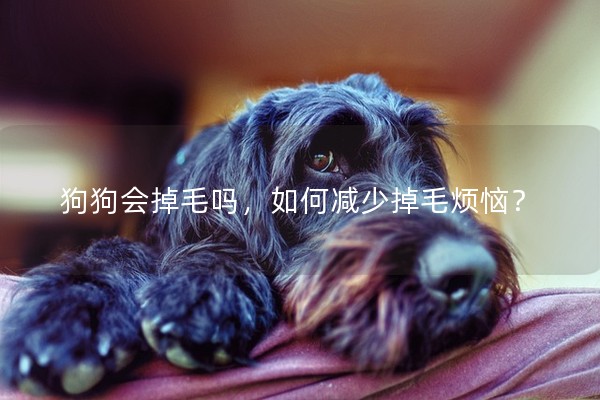 狗狗會掉毛嗎，如何減少掉毛煩惱？
